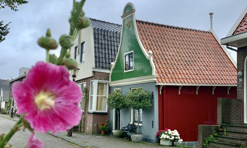 A colourful house in Amsterdam. A pink flower is in bloom in the foreground.