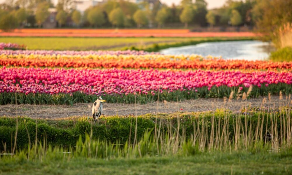 A beautiful display of vibrant tulips in a field. A serene landscape with a variety of colorful tulips.