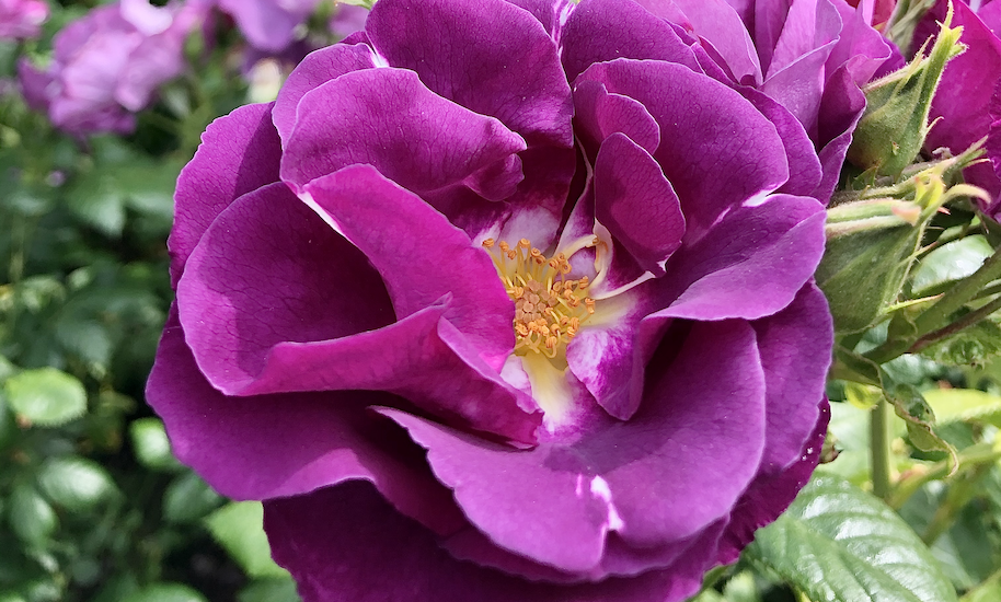 Le rosier violet fleurit dans le Vondelpark d'Amsterdam