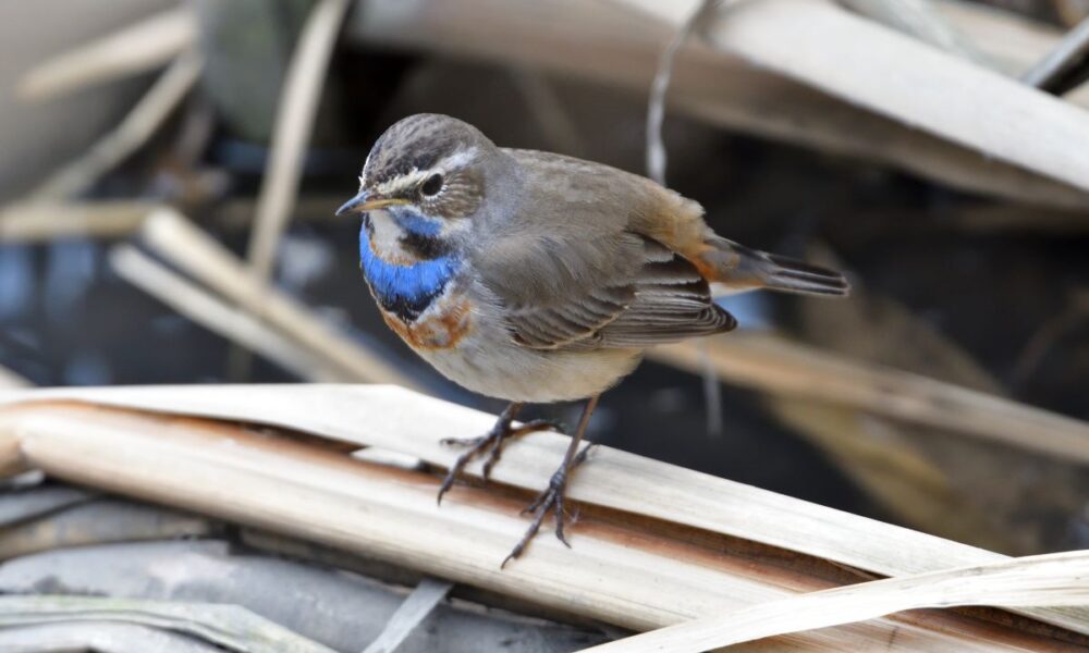 A small bird with a distinctive blue throat patch and brown feathers. The bird is perched on a branch.