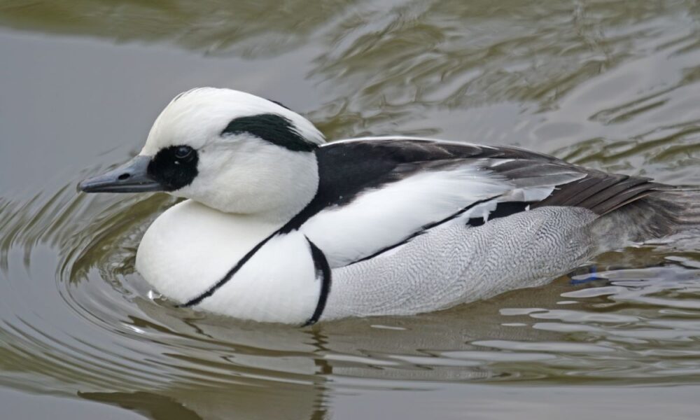 A white duck with black markings on its head and body swims in a murky pond.